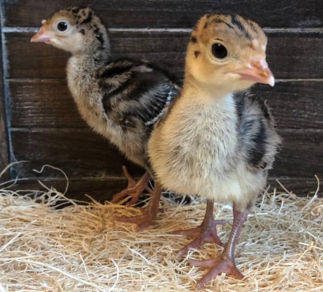 Day Old Turkey Poult Identification Meyer Hatchery