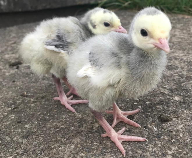 Day Old Turkey Poult Identification Meyer Hatchery